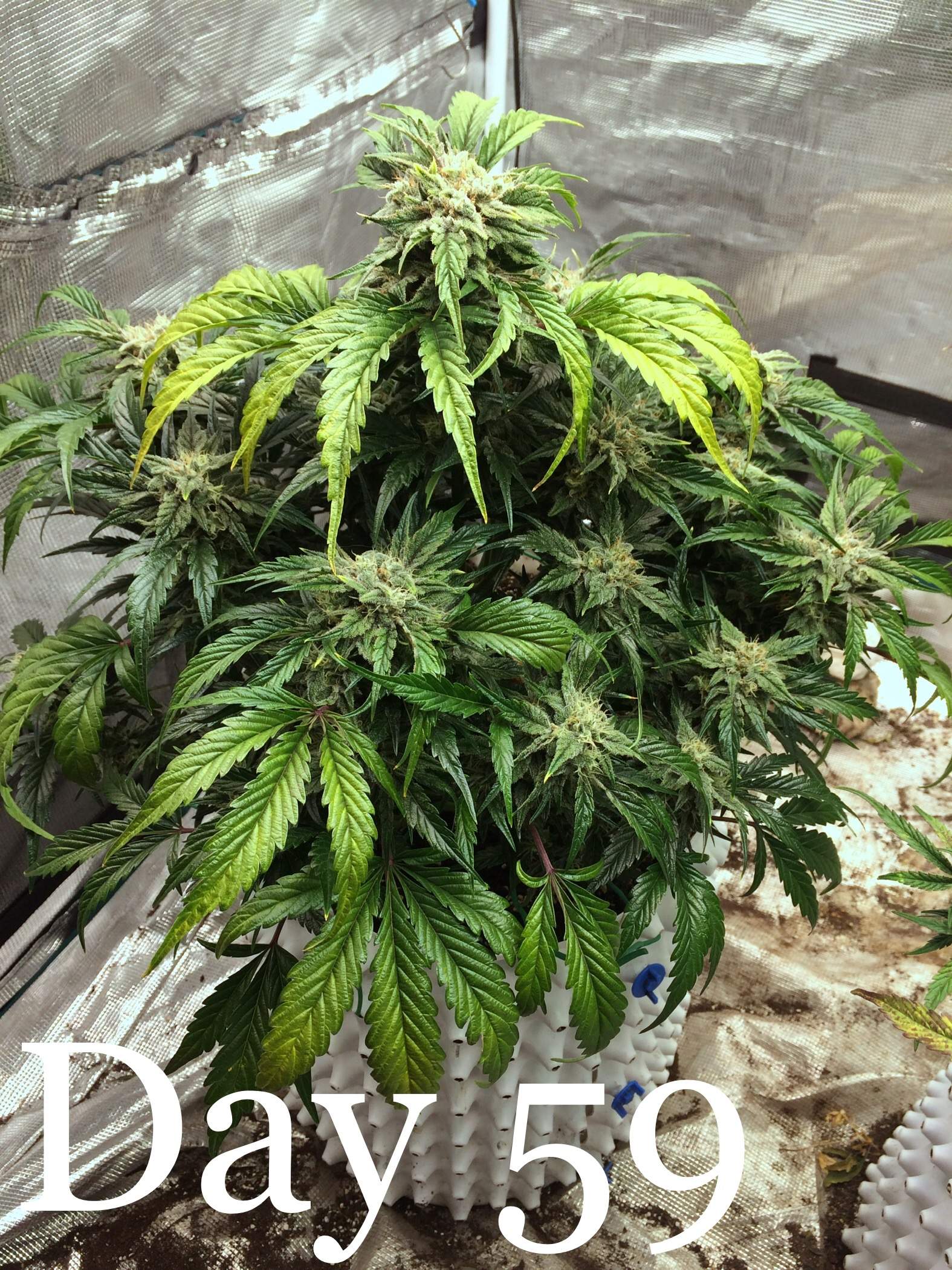 ETHOS Pluto Cut Autoflower R F3 grow diary (journal) week8 by