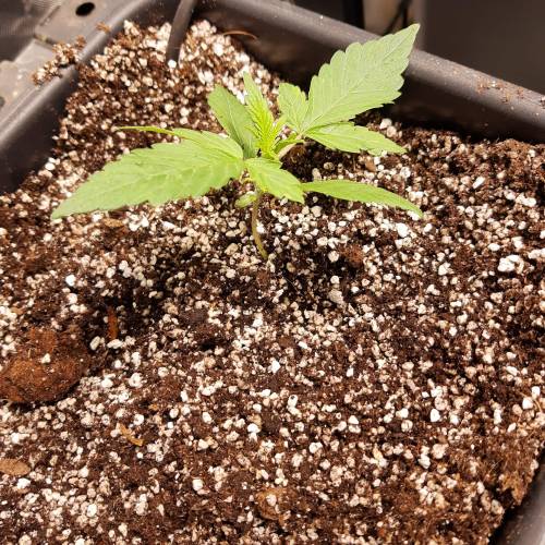divine seeds: auto opium . Auto Black op. Week 2 - Auto Black opium