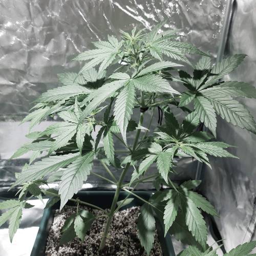 divine seeds: auto opium . Auto Black op. Week 3