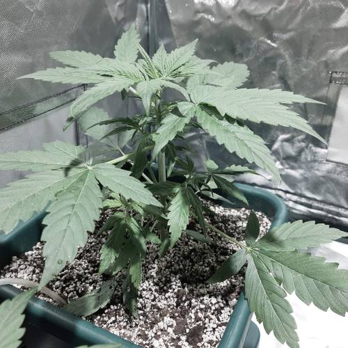 divine seeds: auto opium . Auto Black op. Week 3