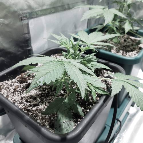 divine seeds: auto opium . Auto Black op. Week 3