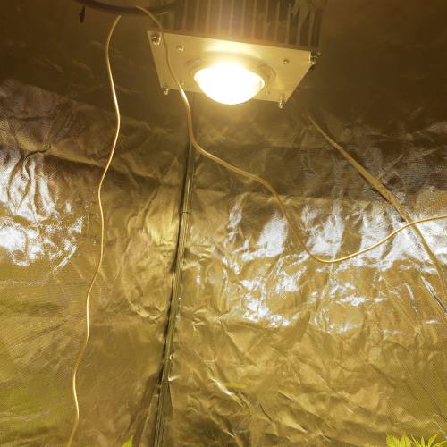 divine seeds: auto opium . Auto Black op. Week 3