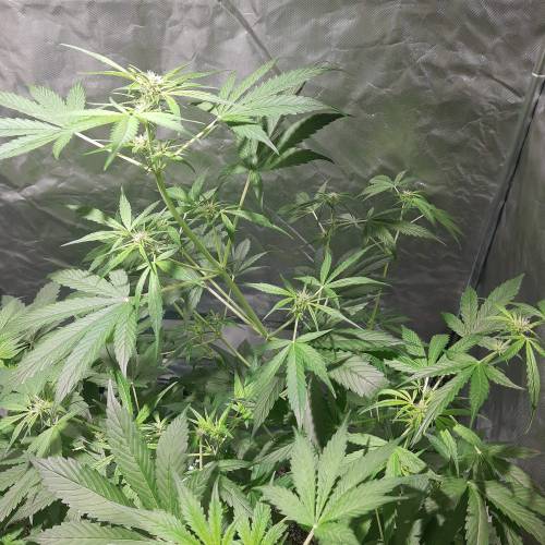 divine seeds: auto opium . Auto Black op. Week 4