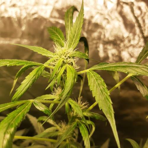 divine seeds: auto opium . Auto Black op. Week 5