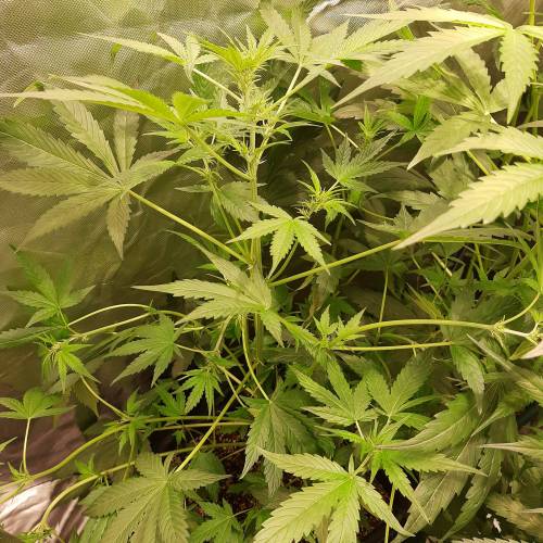 divine seeds: auto opium . Auto Black op. Week 5