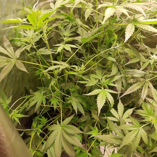 divine seeds: auto opium . Auto Black op. Week 5