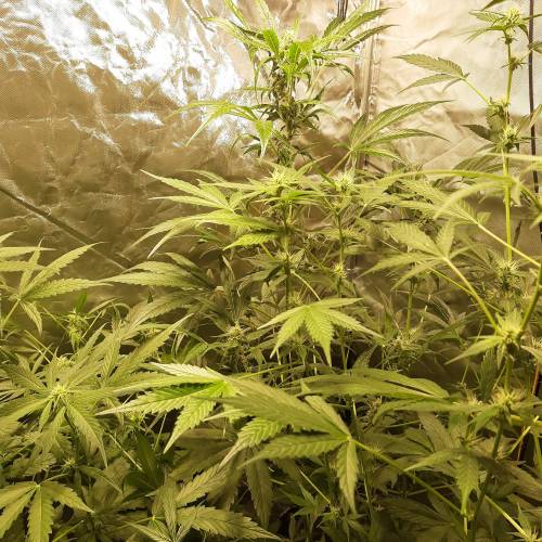 divine seeds: auto opium . Auto Black op. Week 6