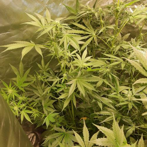 divine seeds: auto opium . Auto Black op. Week 6