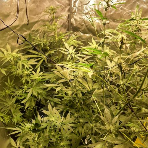 divine seeds: auto opium . Auto Black op. Week 6