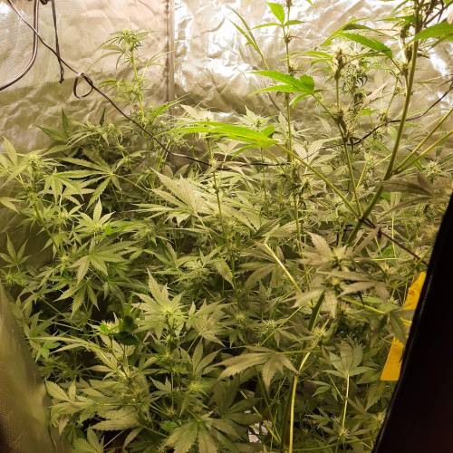 divine seeds: auto opium . Auto Black op. Week 6