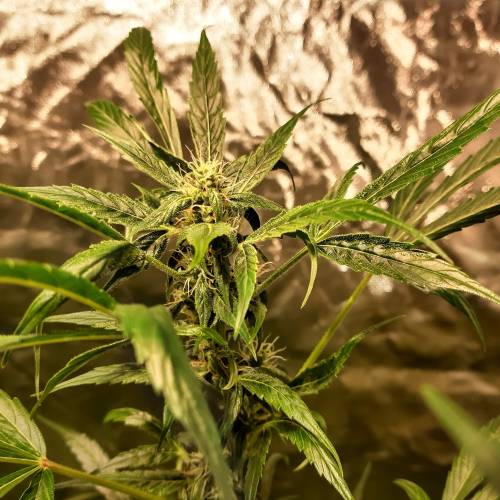 divine seeds: auto opium . Auto Black op. Week 6