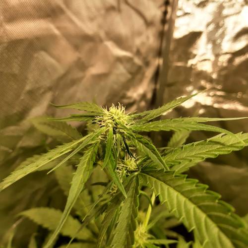 divine seeds: auto opium . Auto Black op. Week 6