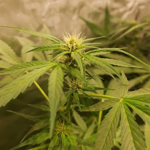 divine seeds: auto opium . Auto Black op. Week 6