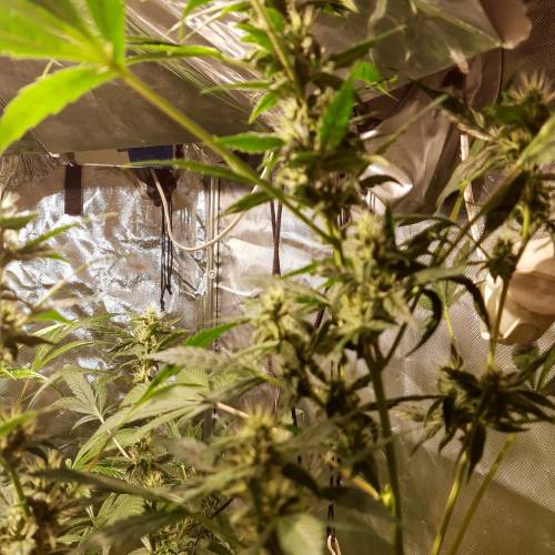 divine seeds: auto opium . Auto Black op. Week 7