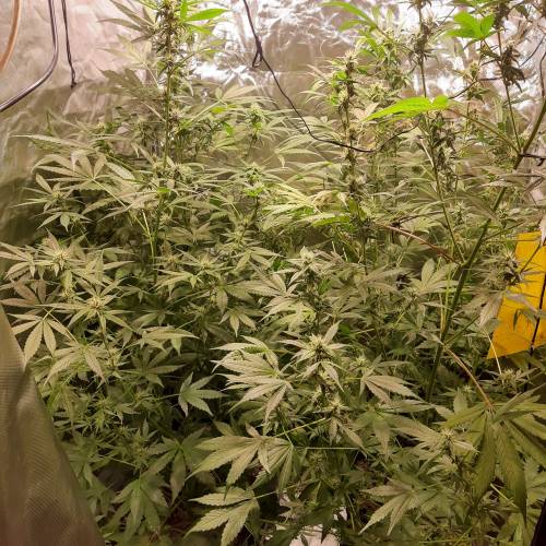 divine seeds: auto opium . Auto Black op. Week 7