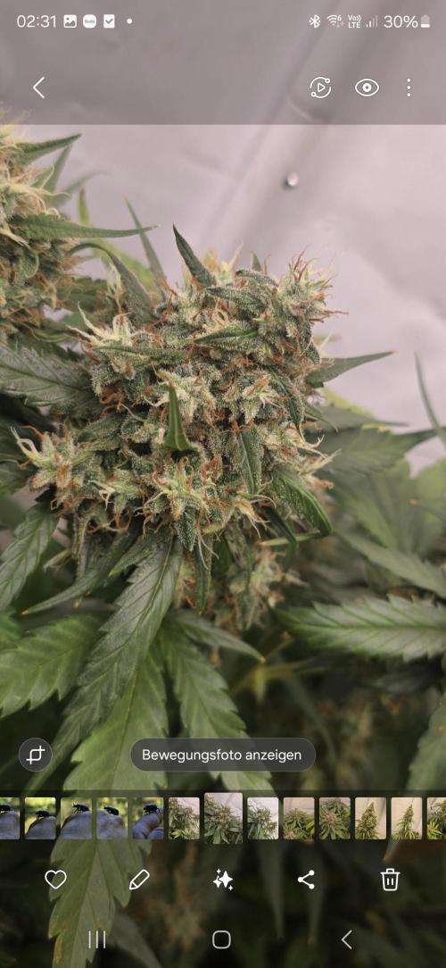 Critical Neville Haze - Delicious Seeds. Week 14