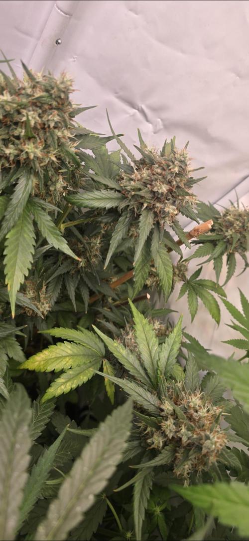 Critical Neville Haze - Delicious Seeds. Week 14