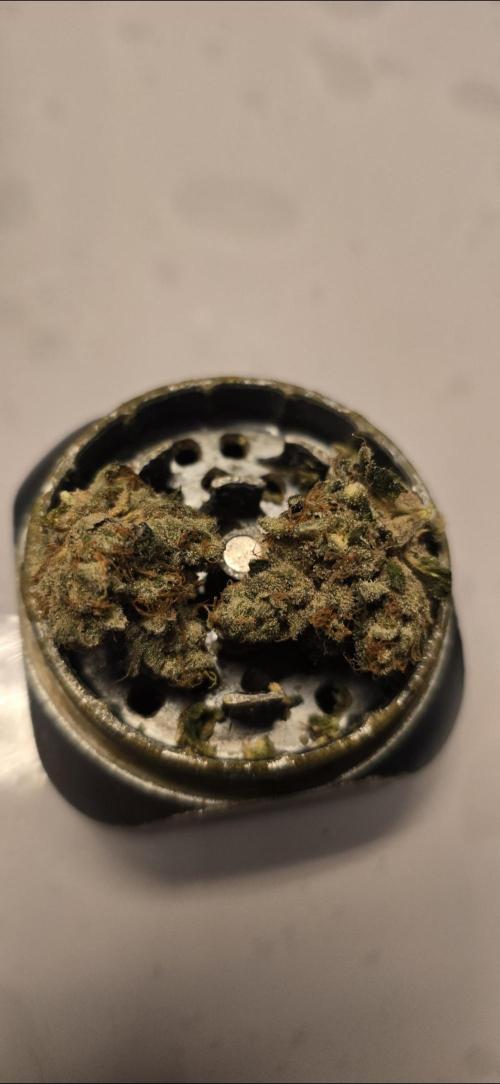 Critical Neville Haze - Delicious Seeds. Week 14