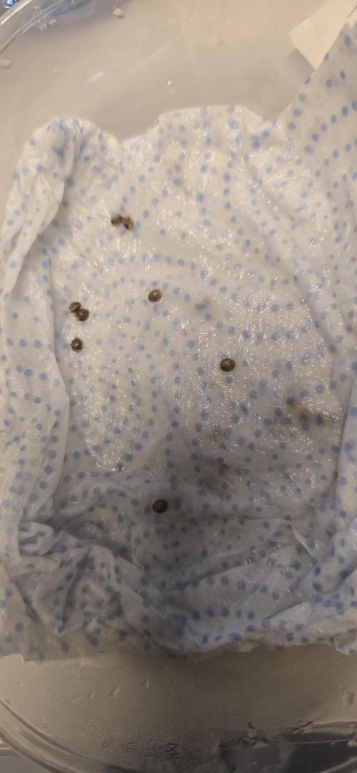 Old School Haze - Super Sativa Seed Club. Week 0