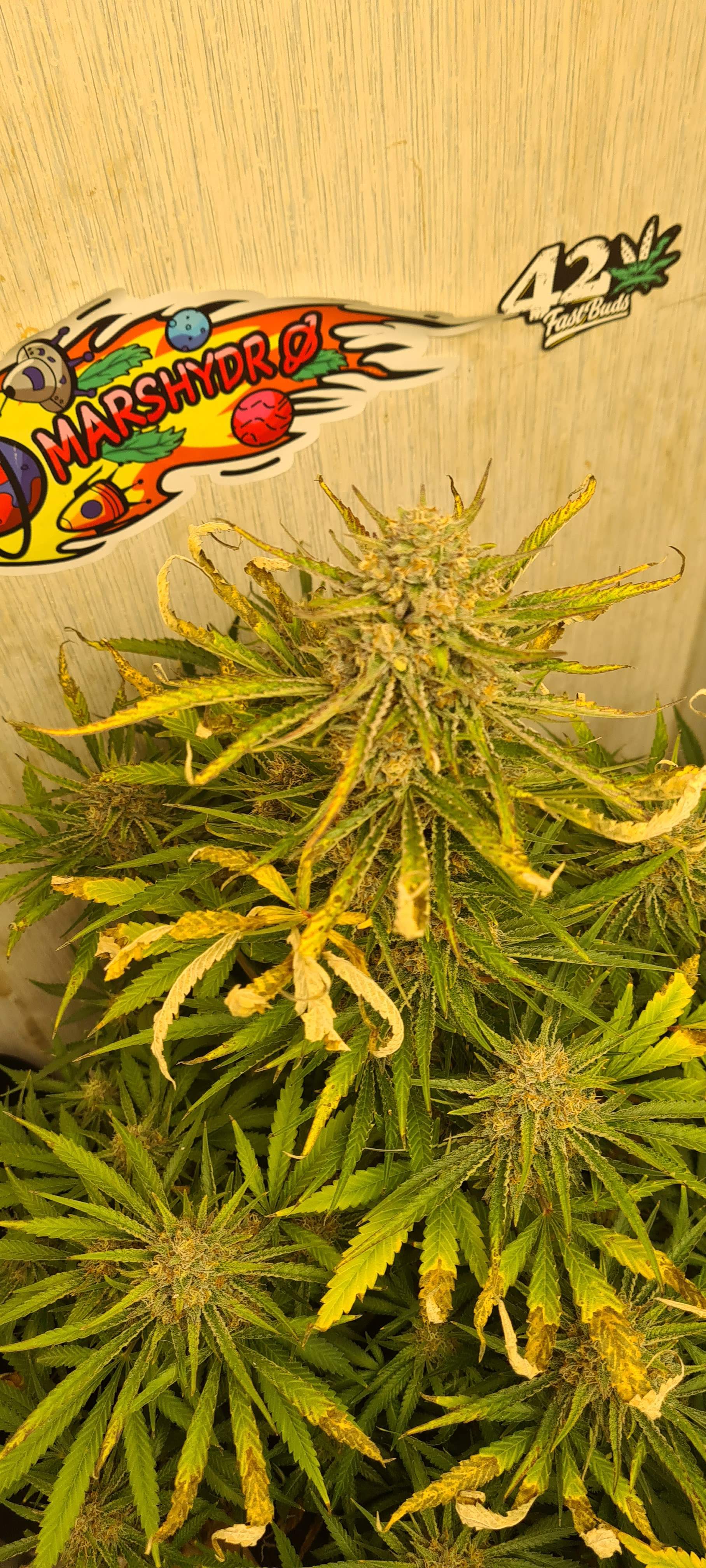 Fast Buds Strawberry Pie Auto 2 grow diary (journal) 2 week10 by