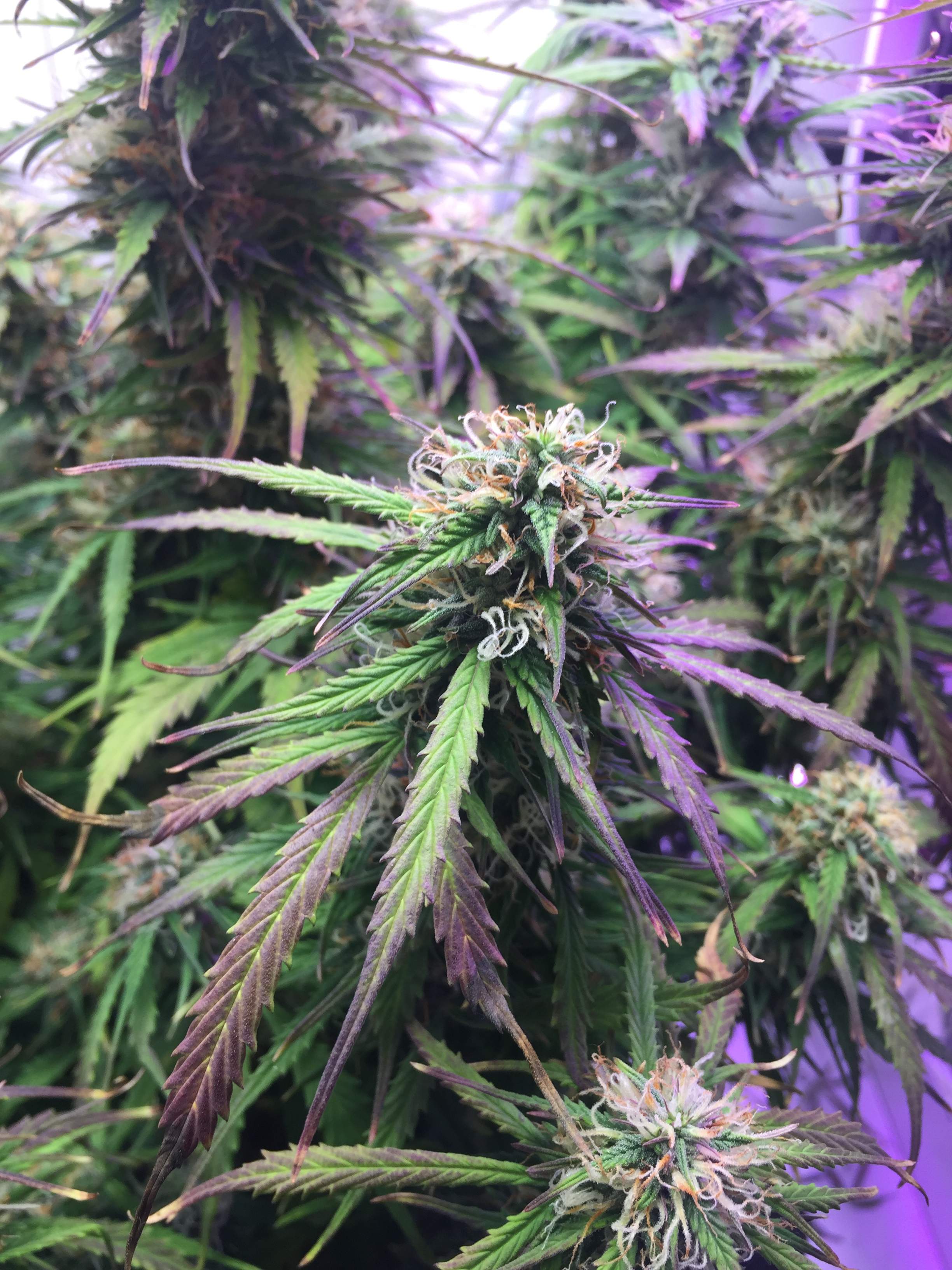 Growers Choice Seeds Pineapple Auto 2 grow diary (journal) week14 by Bobdabolina GrowDiaries