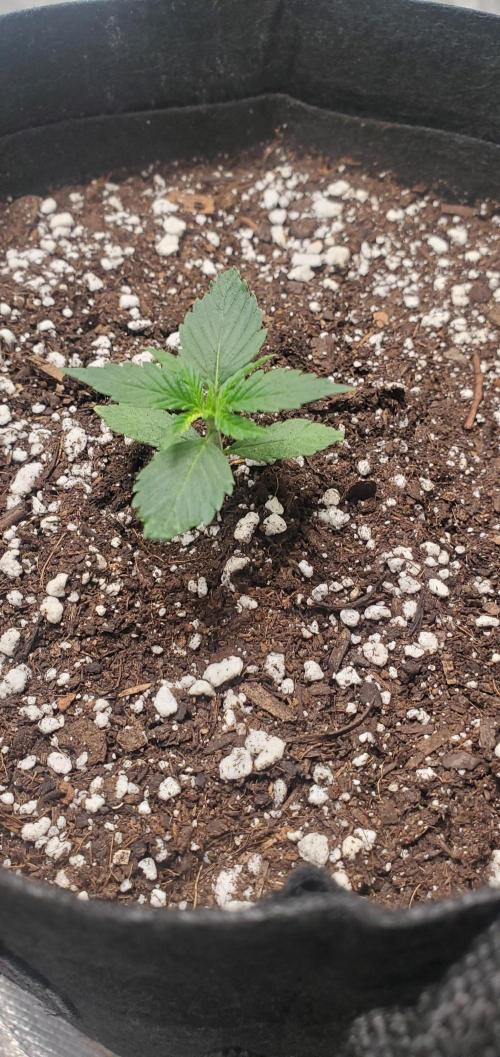 Cambodia x Panama bx3. Week 2 - Day 28 above ground slow but she is going (Cambodia x Panama bx3)