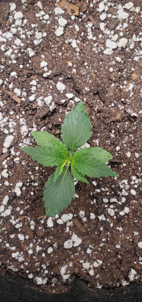 Cambodia x Panama bx3. Week 2 - Cambodia x Panama bx3