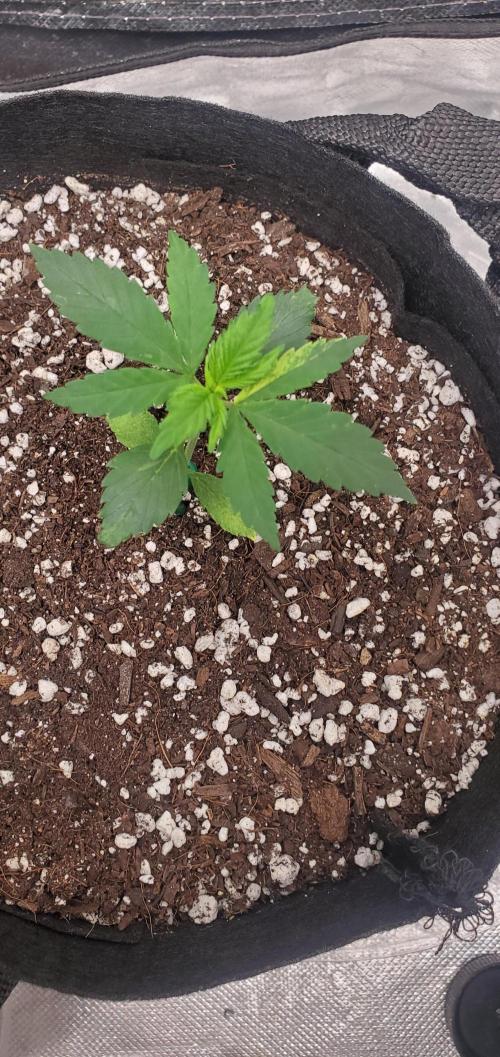 Cambodia x Panama bx3. Week 3