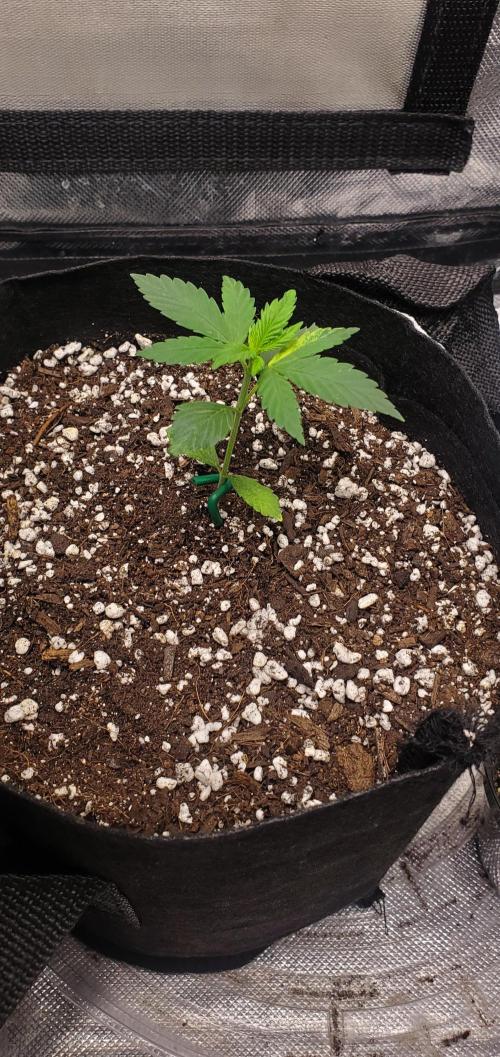 Cambodia x Panama bx3. Week 3