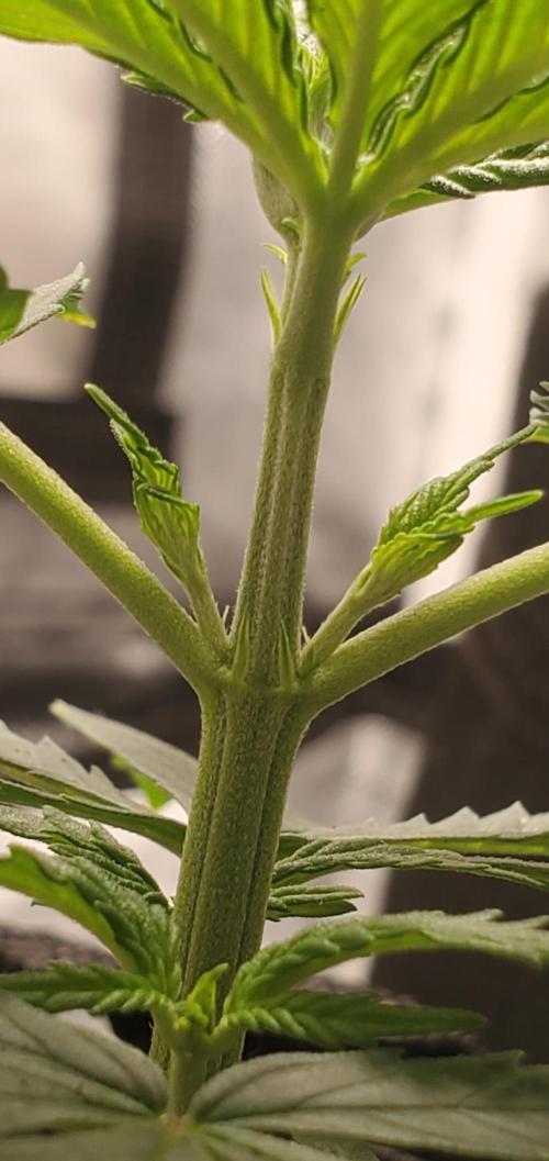 Cambodia x Panama bx3. Week 5 - Day 4 since the switch its a girl 