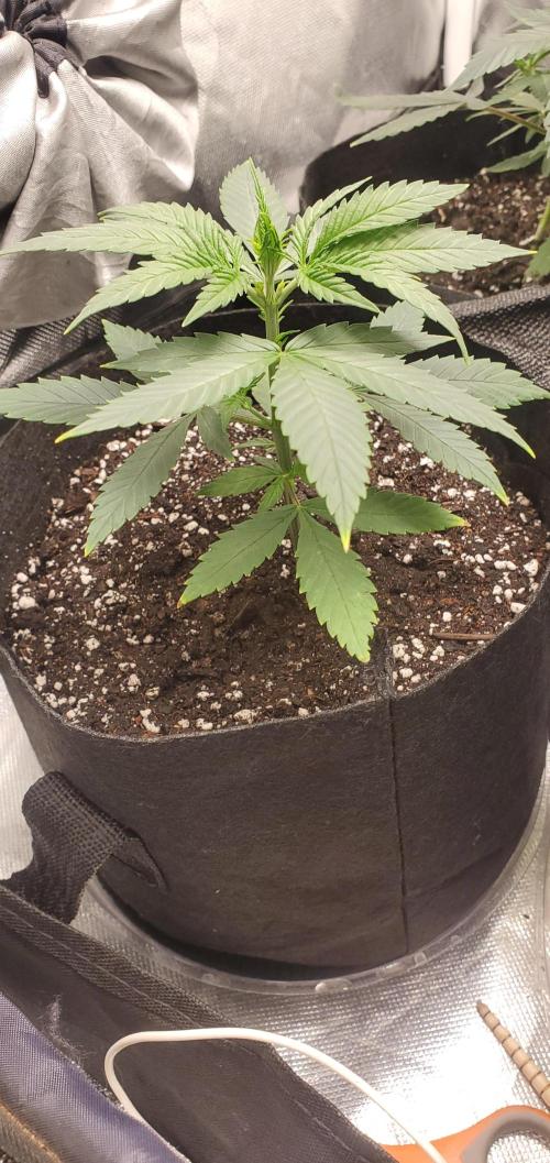 Cambodia x Panama bx3. Week 5 - Day 4 since the switch 
Day 48 above soil 