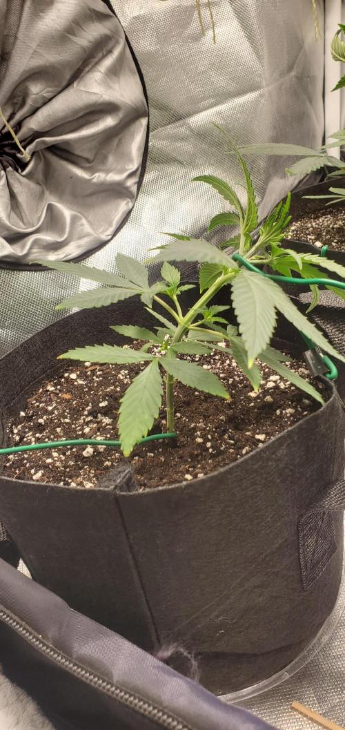 Cambodia x Panama bx3. Week 5