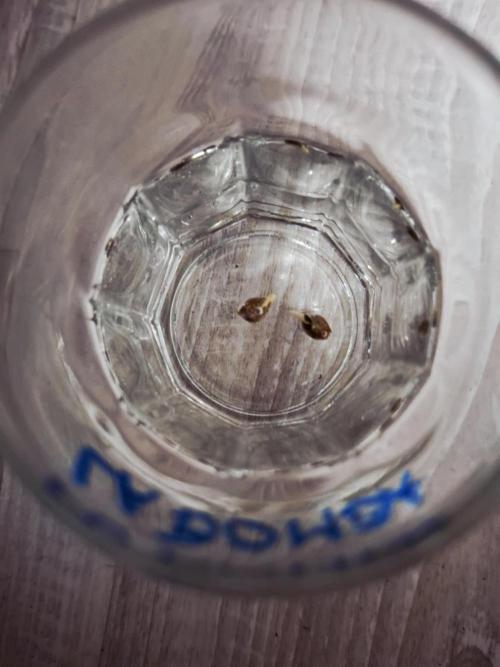 HiSeeds Test Grow. Week 0 - DAY 2
La Bomba