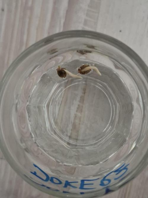 HiSeeds Test Grow. Week 0 - DAY 2
Jokerz