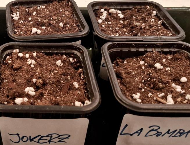 HiSeeds Test Grow. Week 0 - DAY 4