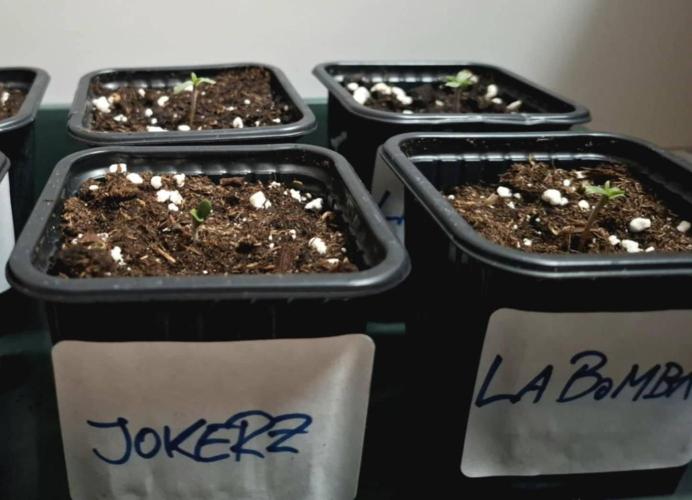 HiSeeds Test Grow. Week 0 - DAY 5