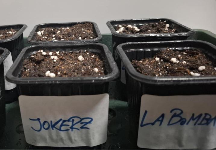 HiSeeds Test Grow. Week 0 - DAY2
Transplanted into Biobizz Juju Royal Light Rebel. 
A little Mycotrex