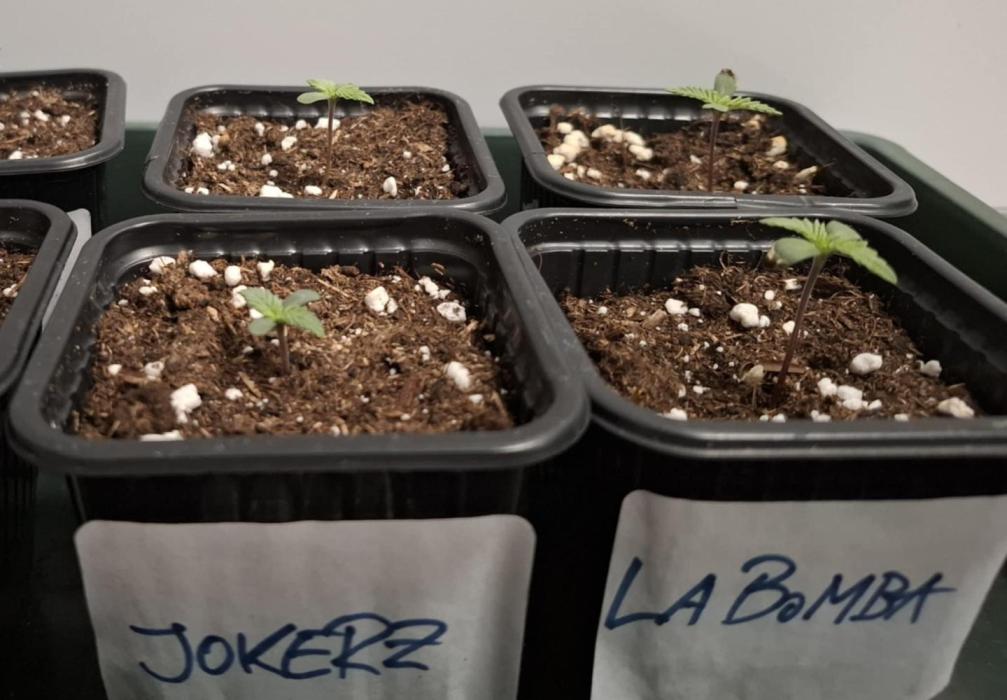 HiSeeds Test Grow. Week 1 - DAY 8