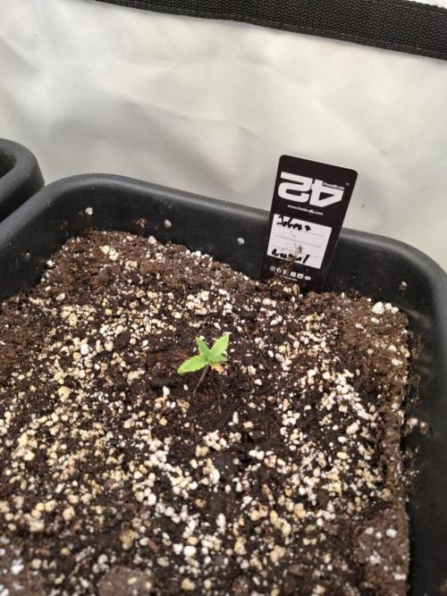 HiSeeds Test Grow. Week 2 - Jokerz - with perlit on the bottom