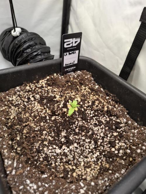 HiSeeds Test Grow. Week 2 - La Bomba - with perlit on the bottom