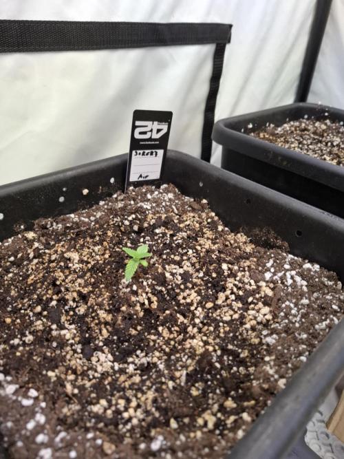 HiSeeds Test Grow. Week 2 - Jokerz - with airbase