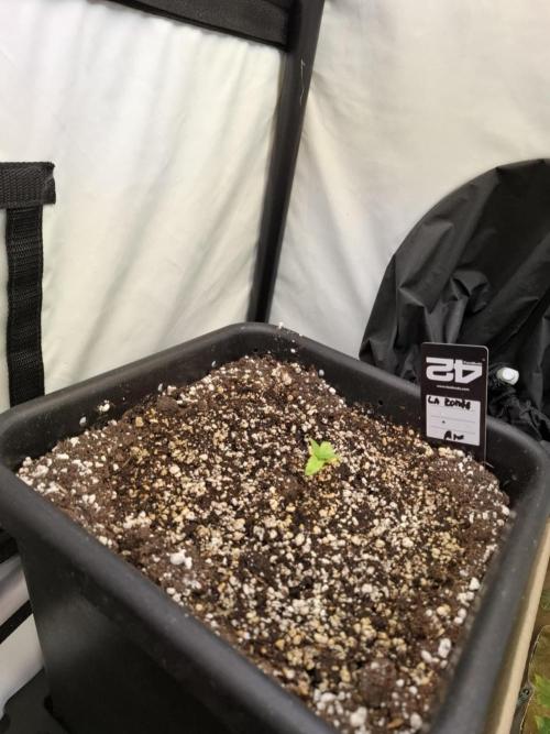 HiSeeds Test Grow. Week 2 - La Bomba - with airbase