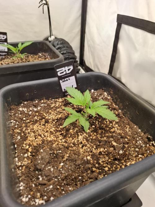 HiSeeds Test Grow. Week 3 - Jokerz - with perlit on the bottom