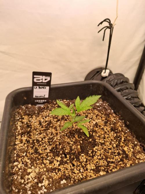 HiSeeds Test Grow. Week 3 - La Bomba - with perlit on the bottom