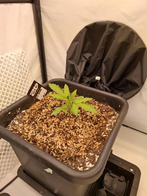 HiSeeds Test Grow. Week 3 - La Bomba - with airbase