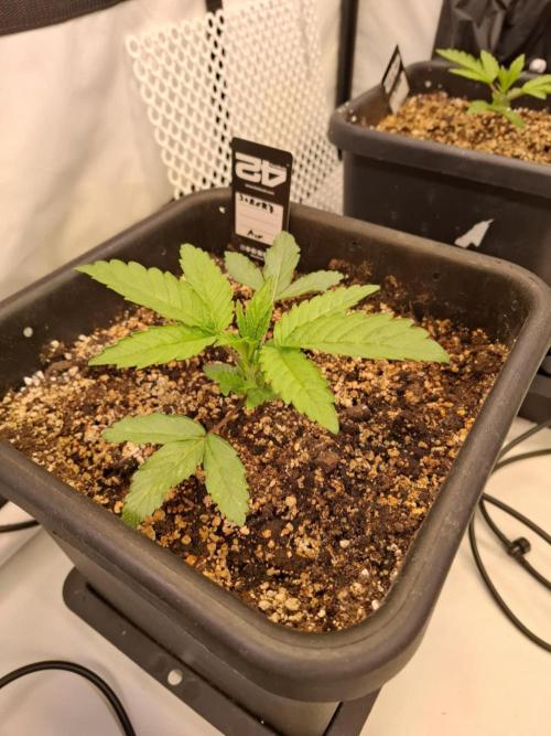 HiSeeds Test Grow. Week 3 - Jokerz - with airbase
