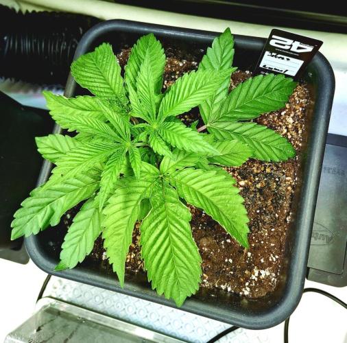 HiSeeds Test Grow. Week 4 - Jokerz - with perlit on the bottom