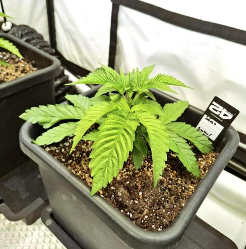 HiSeeds Test Grow. Week 4 - Jokerz - with perlit on the bottom