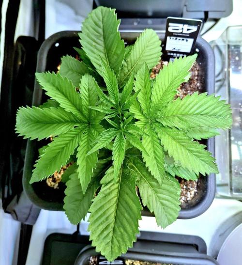 HiSeeds Test Grow. Week 4 - Jokerz - with airbase