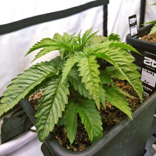 HiSeeds Test Grow. Week 4 - Jokerz - with airbase